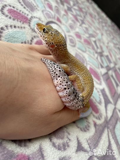 Ящерица эублефар