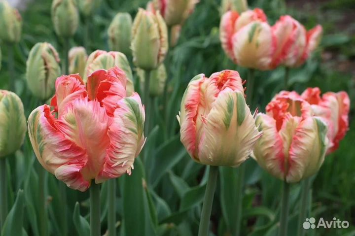 Луковицы тюльпанов кустовых