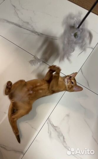 Абиссинские котята