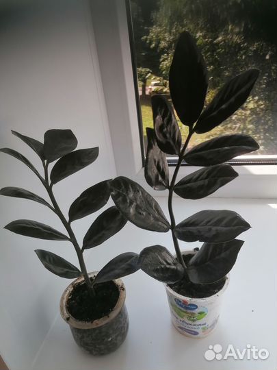 Продам замиокулькасы, цветы комнатные