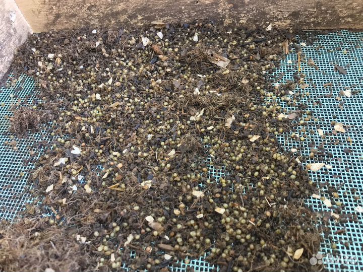 Коконы красного калифорнийского червя