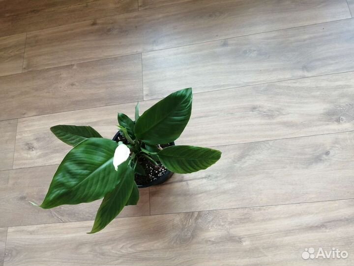 Спатифиллум