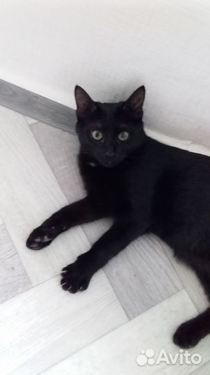 Котик 5 месяцев