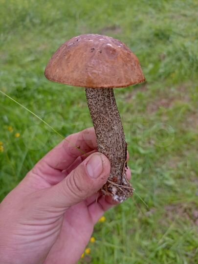 Участок 15 сот. (СНТ, ДНП)