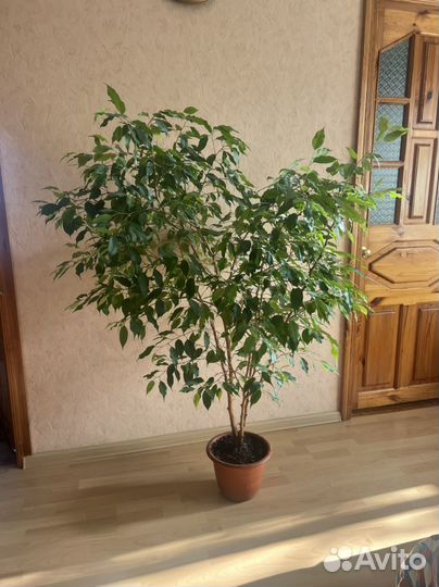 Большой шикарный фикус