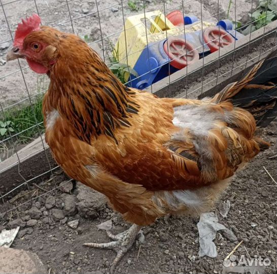 Куры несушки