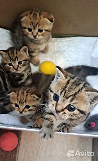 Шотландская