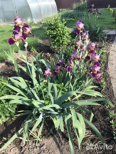 Ирисы бородатые