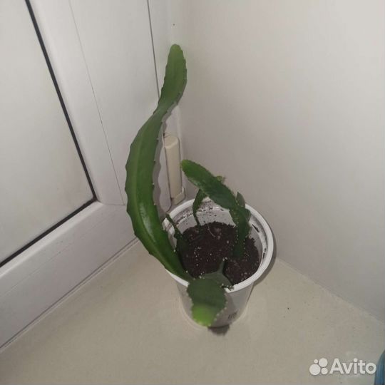 Лесной кактус