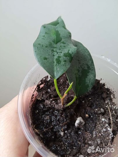 Фикус Денилайт