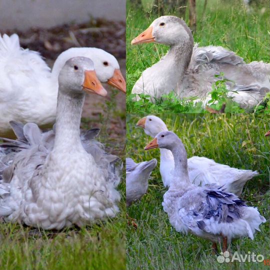 Гусаки и гусыни Севастопольской породы(Ленточная)