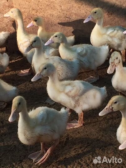 Утки Стар 53