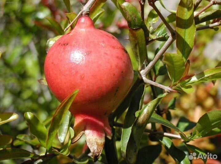 Гранат комнатный