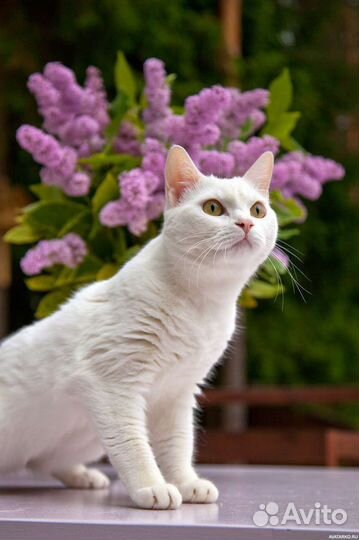 Передержка домашних животных