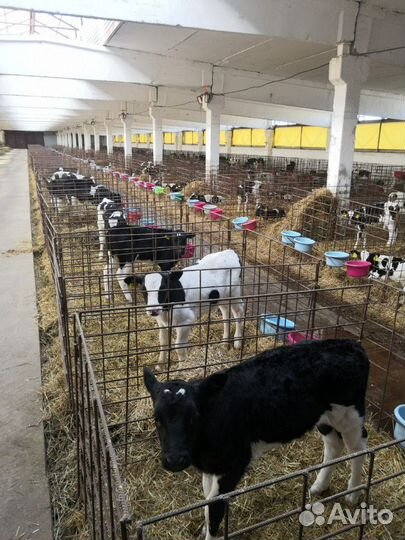 Бычки Телята Быстрорастущие