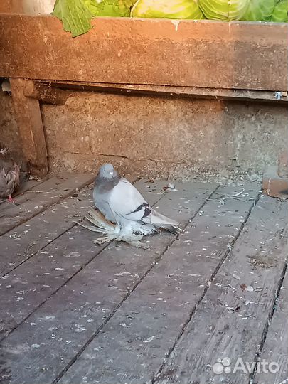 Продажа голубей