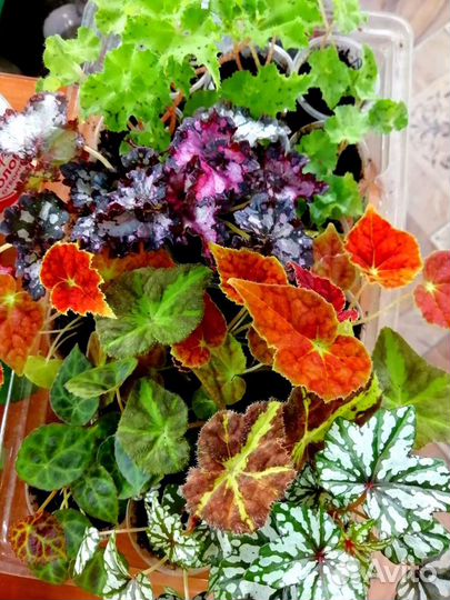 Продам цветы комнатные