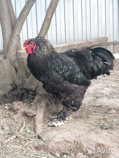 Петух брама