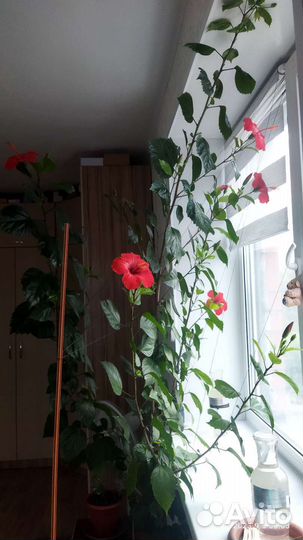 Сортовые гибискусы