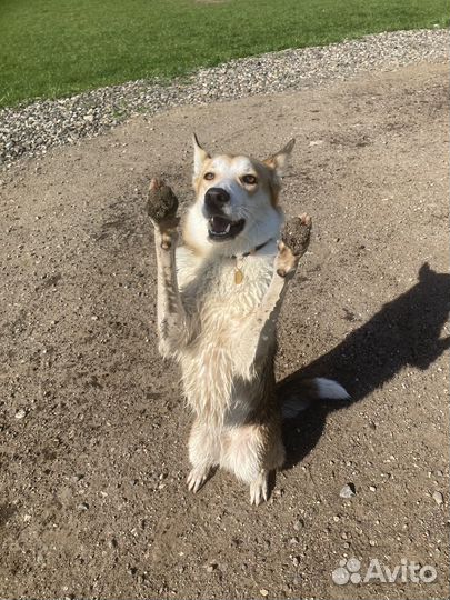 Выгул собак