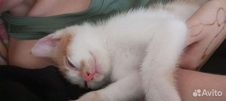 Котята без породы