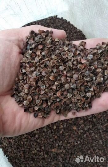 Гречневая лузга