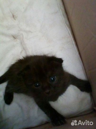 Вислоухие котята