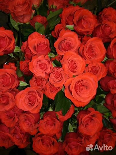 Цветы розы букет