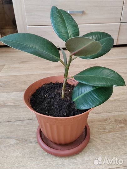 Продам цветы комнатные