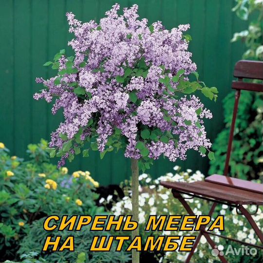 Саженцы