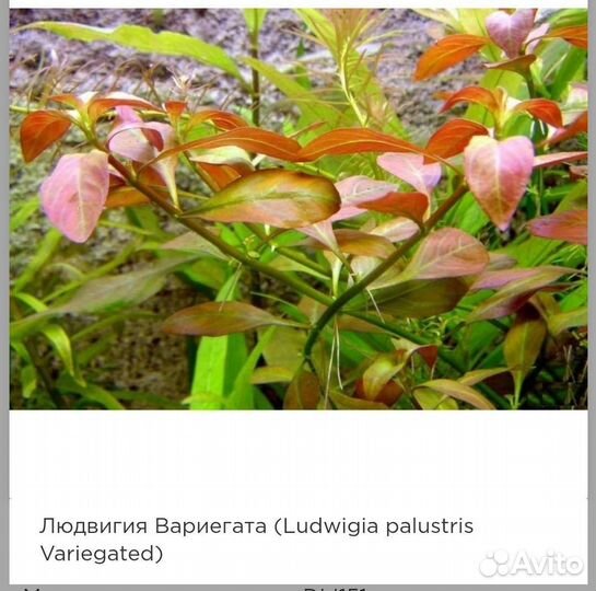 Аквариумные растения прополка