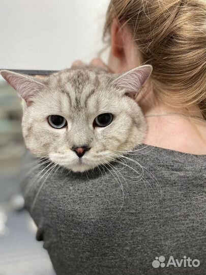 Стрижка кошек