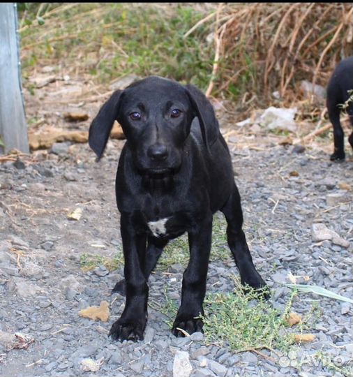 Щенки в добрые руки