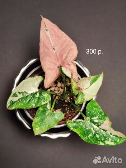 Сингониум ред спот триколор Тайский