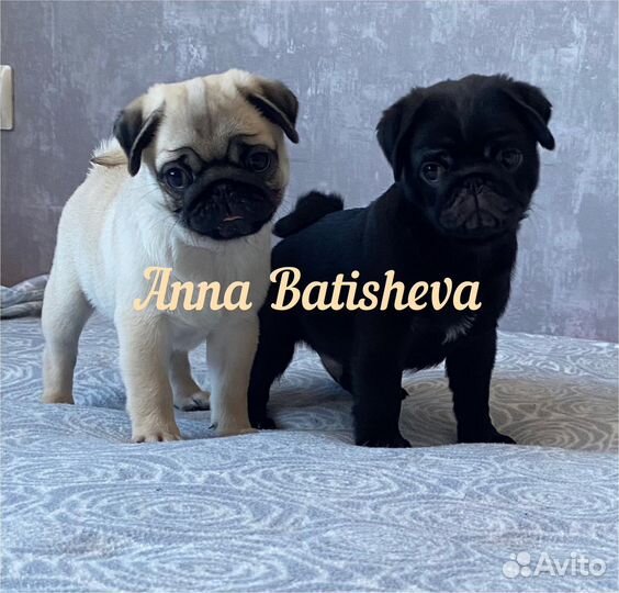 Щенки мопса черные