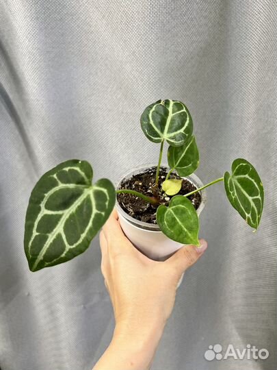 Комнатные цветы-антуриум