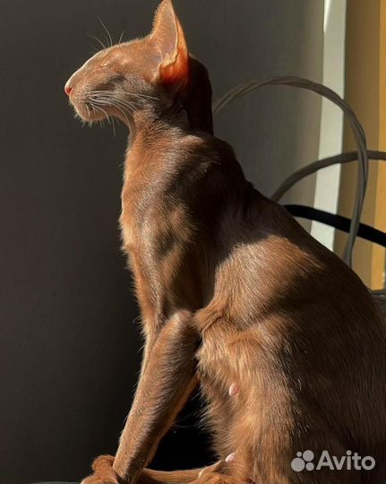 Malvina Altfaizer Kiss