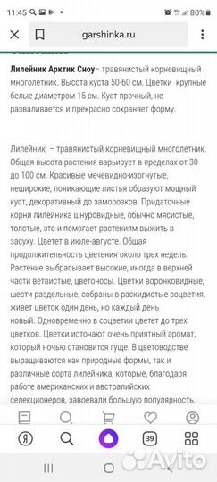 Лилейник Арктик Сноу