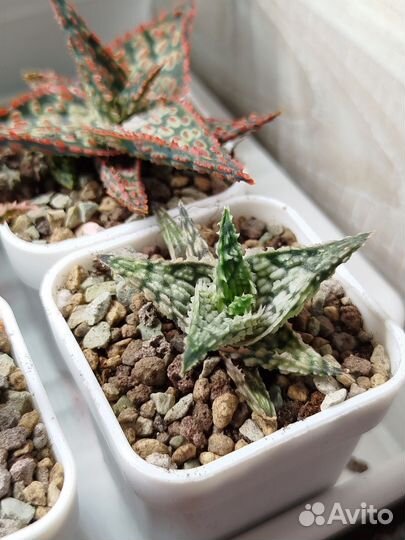 Суккуленты