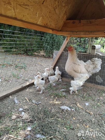 Цыплята Брама Изабелла