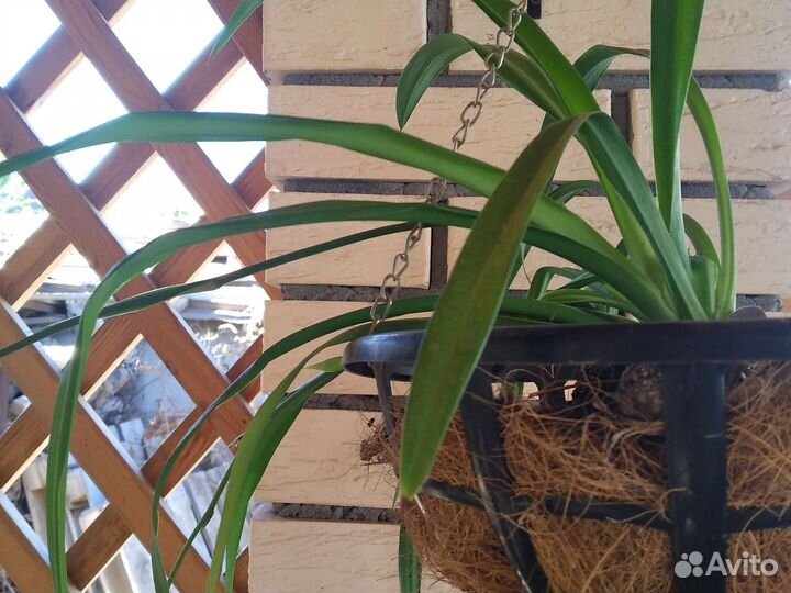 Хлорофитум,Кордилина,Аглаонемы,Хойя,Аихризон