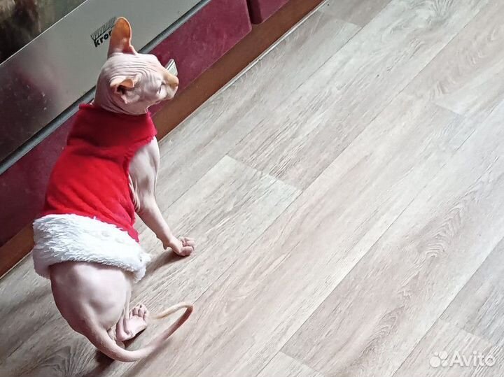 Вязка сфинкс эльф
