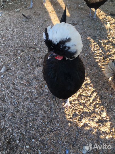 Цыплята породы Падуан в окрасе Шамоа