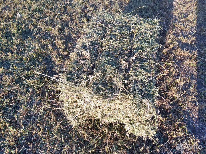 Сено в тюках с доставкой