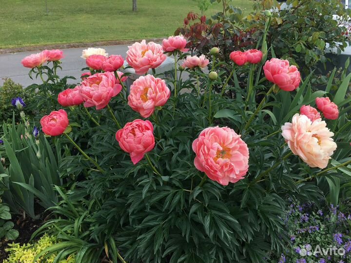 Пион травянистый Корал Сансет(Coral Sunset),корень