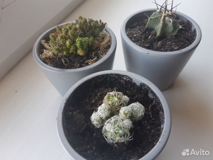 Кактусы, суккуленты, растения