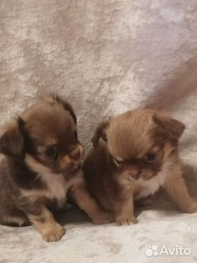 Длинношерстные девочки чишечки