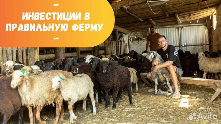 Опытный фермер ищет инвестора