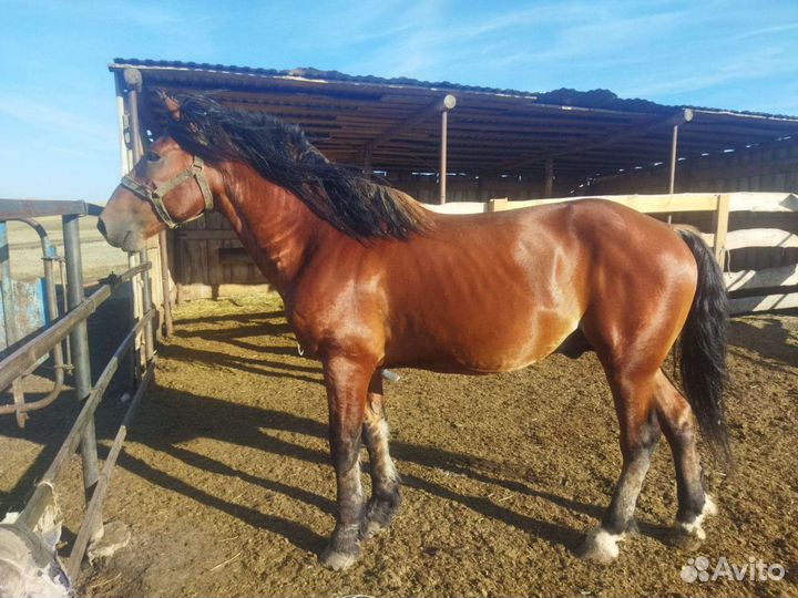 Жеребец полутяж