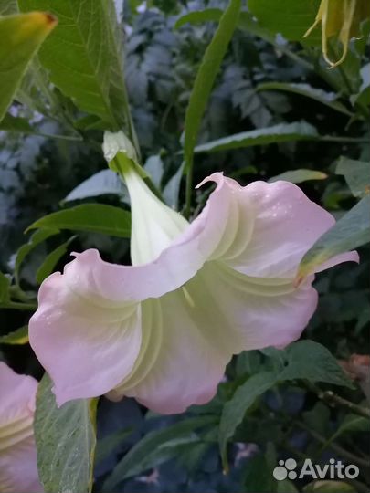 Бругмансия